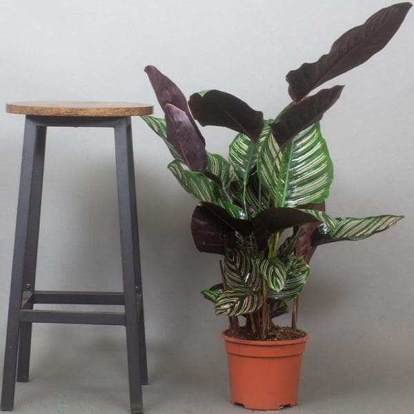 calathea ornata