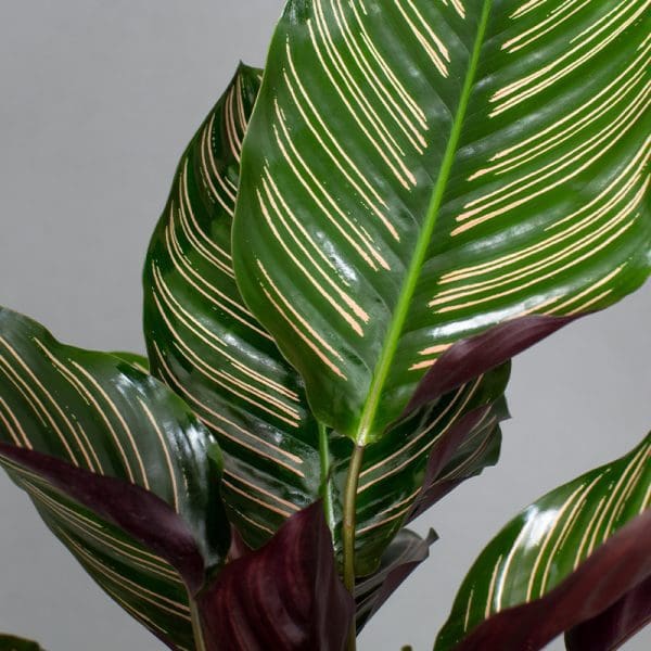 calathea ornata