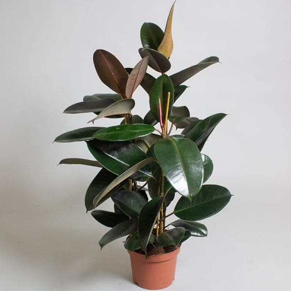 Ficus elastica Abidjan