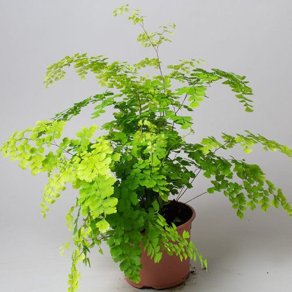 Adiantum Fragans