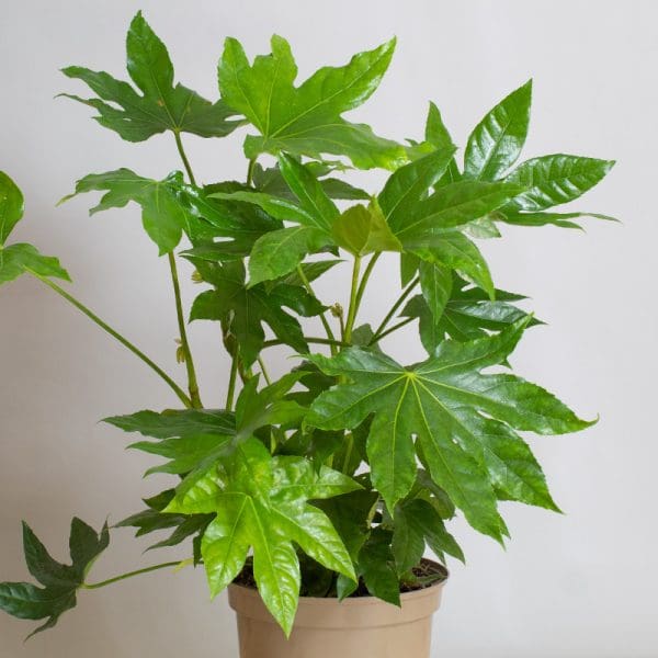 Aralia Japonica