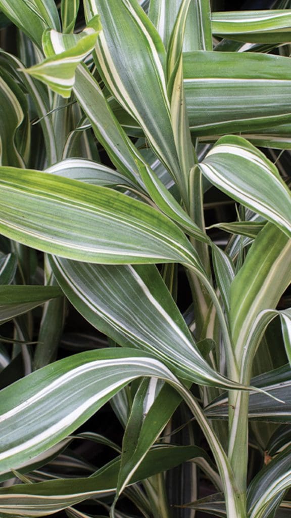 Dracaena Sanderiana Victory 15cm - Tropical Plants UK