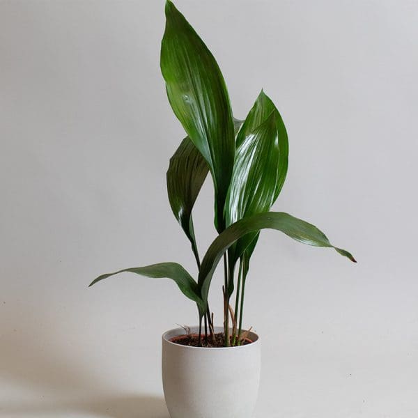 Aspidistra