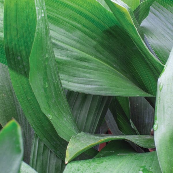 Aspidistra