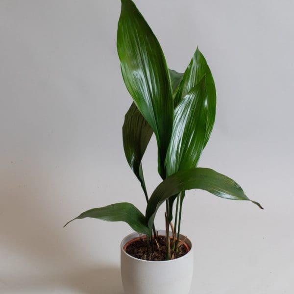 Aspidistra 15cm - Pet Friendly Tropical House Plant