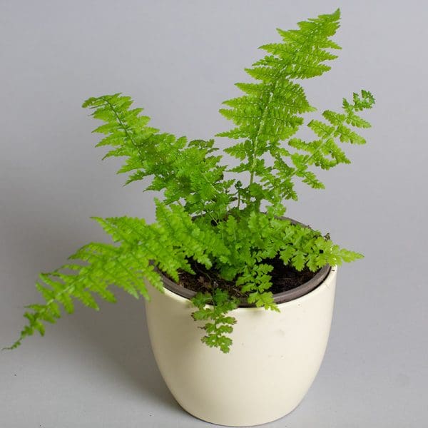 Athyrium Felix mas