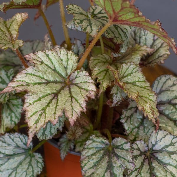 Begonia Rex