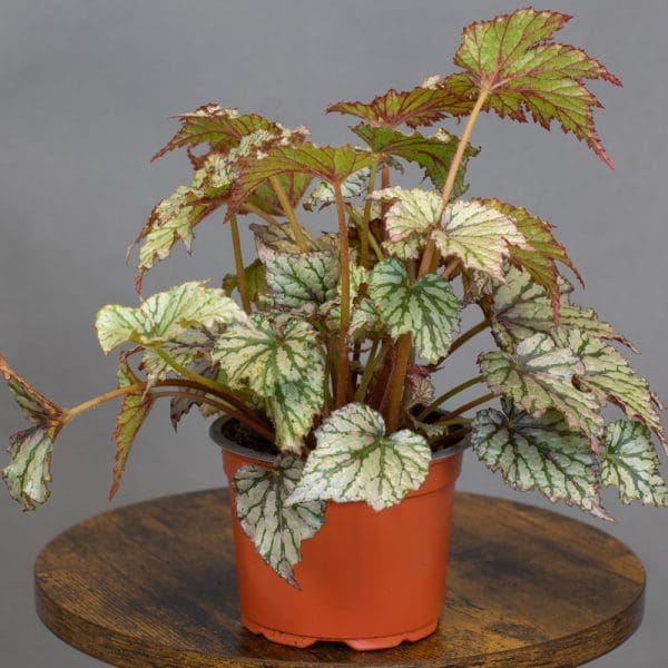 Begonia Rex