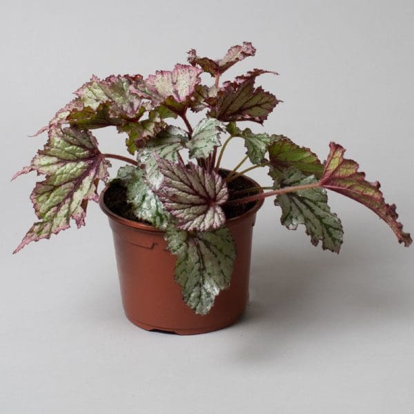 Begonia Rex