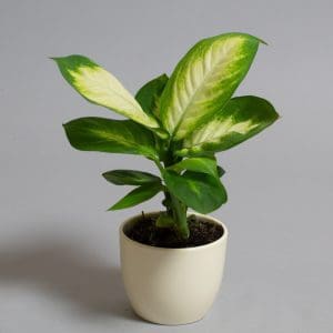 Dieffenbachia Camilla