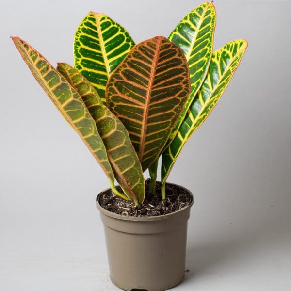 Croton Petra