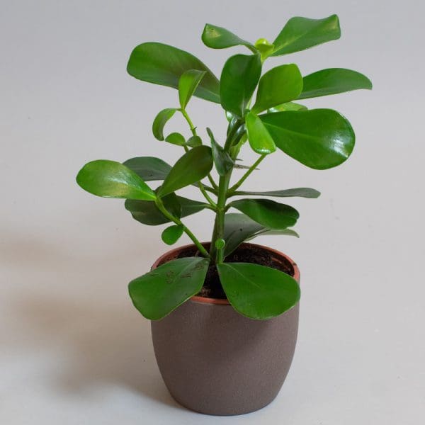 Ficus Clusia Rosea