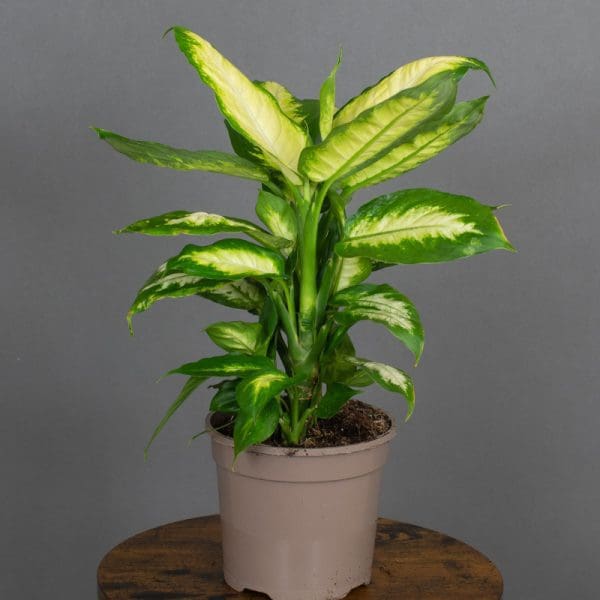 Dieffenbachia Camilla