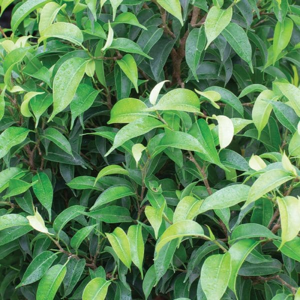 Ficus Natasha