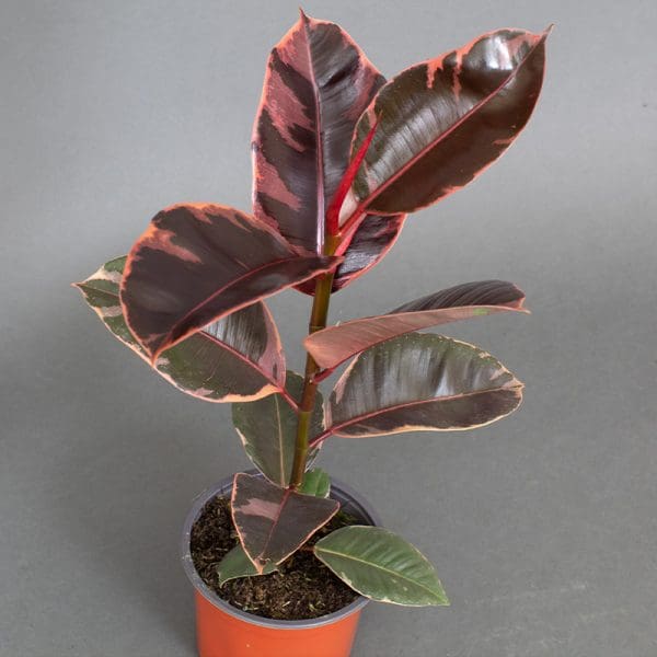 Ficus elastica Ruby