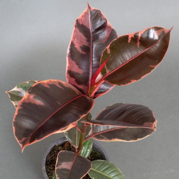 Ficus elastica Ruby