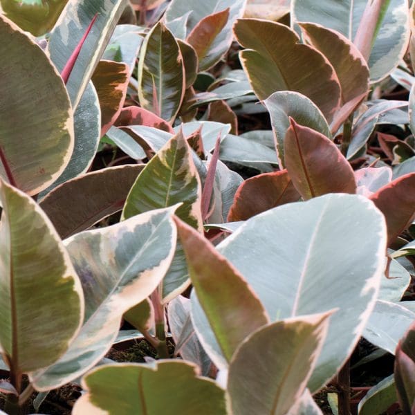 Ficus robusta ruby