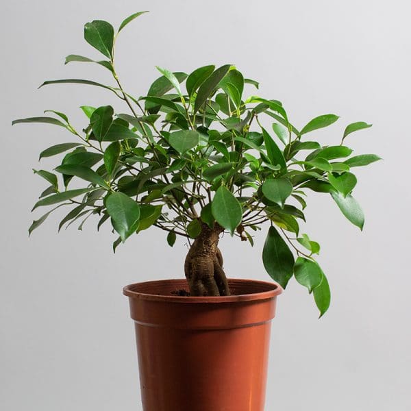 Ficus Ginseng