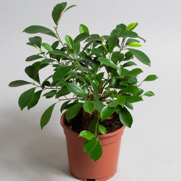 Ficus Ginseng