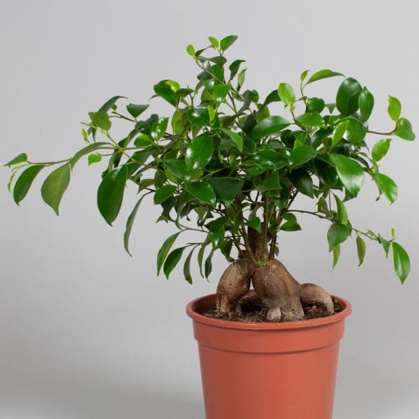 Ficus Ginseng