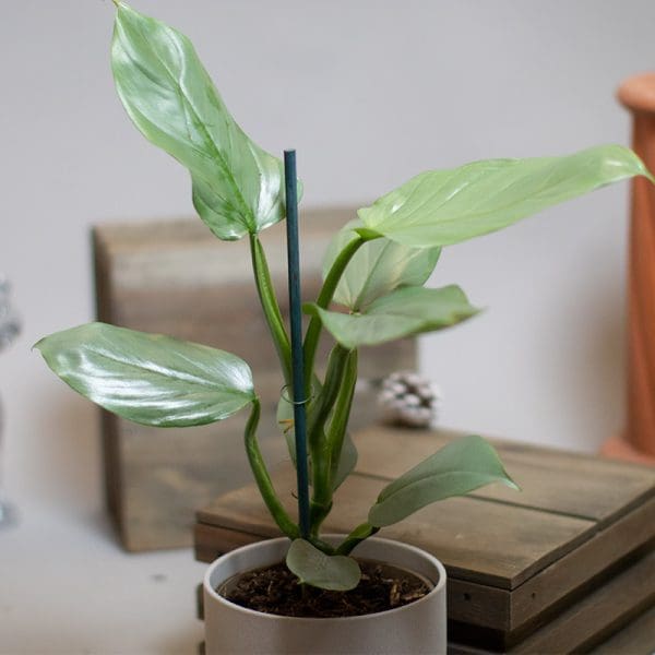 Philodendron Hastum Grey