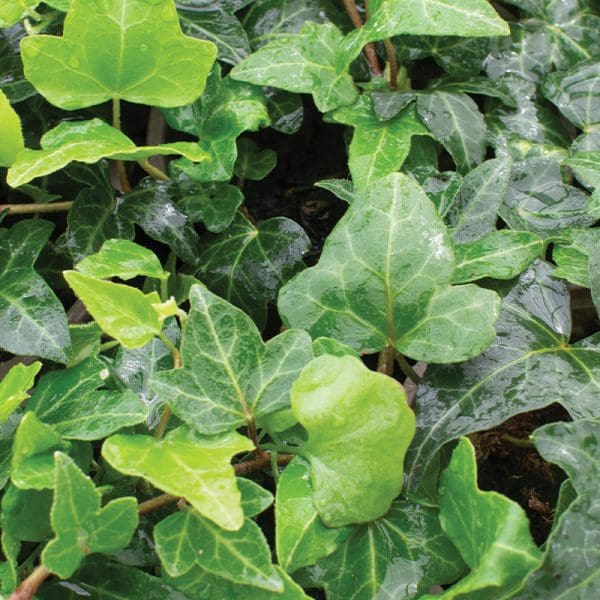 Hedera helix Shamrock