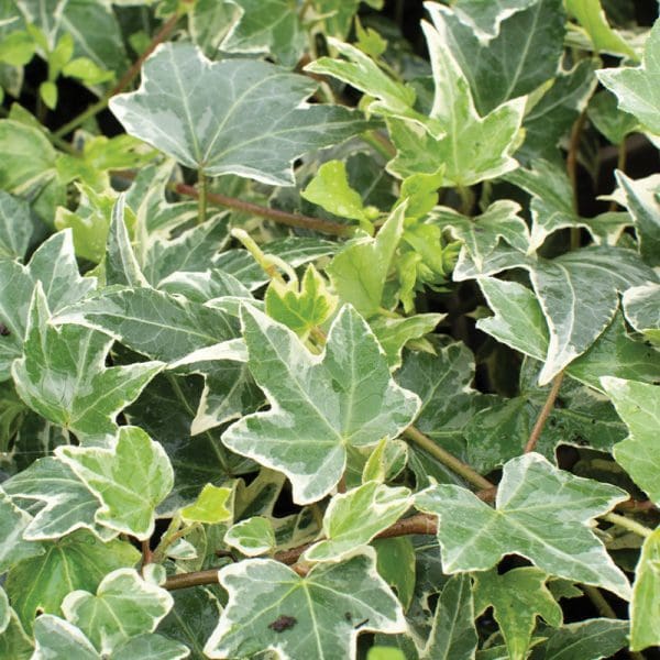 Hedera Helix White Ripple