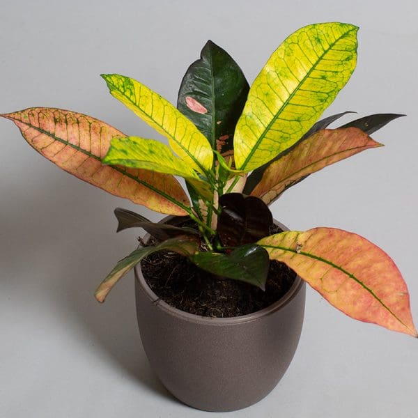 Croton Icetone