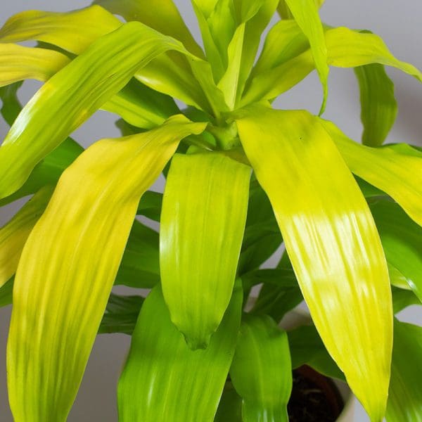 Dracaena deremensis ‘Limelight’