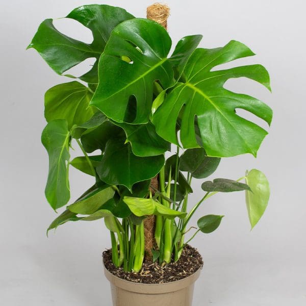 Monstera Deliciosa