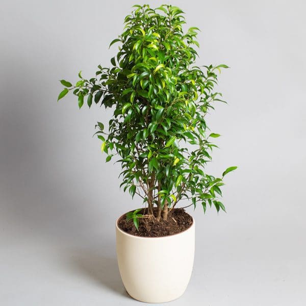 Ficus Benjamina Natasja