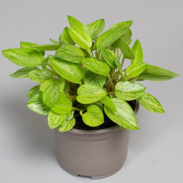 Peperomia Orba Lime