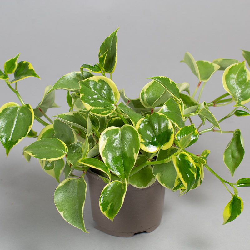 Closeup Green Foliage Leaves Peperomia Scandens Serpens Variegated ,Cupid  Peperomia ,Piper Stock Image - Image of detail, indoor: 294019987