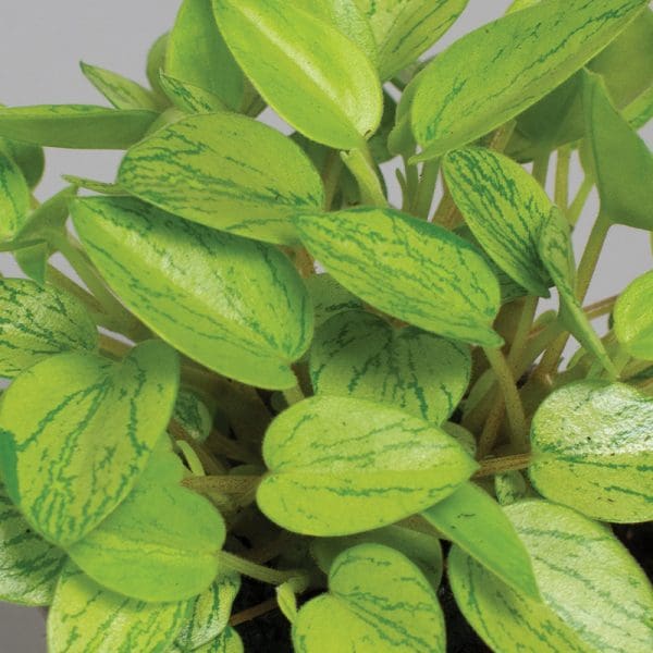 Peperomia Orba Lime