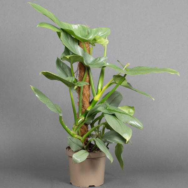 Philodendron Hastatum Grey