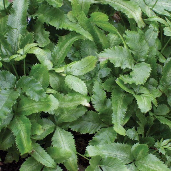 Pteris cretica alba