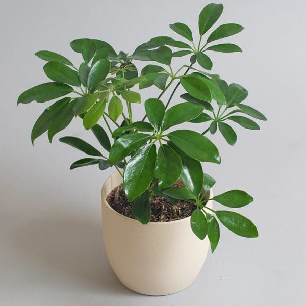 Schefflera Arboricola Lusane