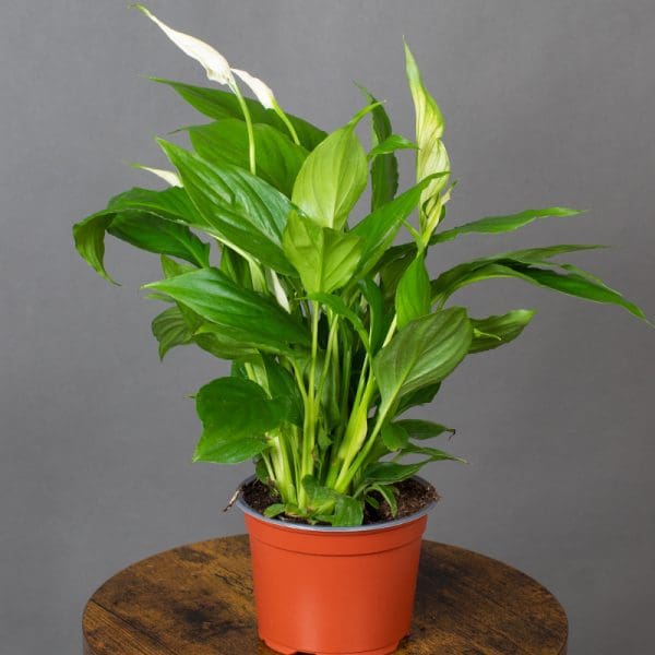 Spathiphyllum