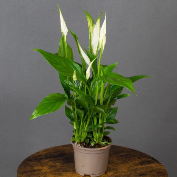 Spathiphyllum