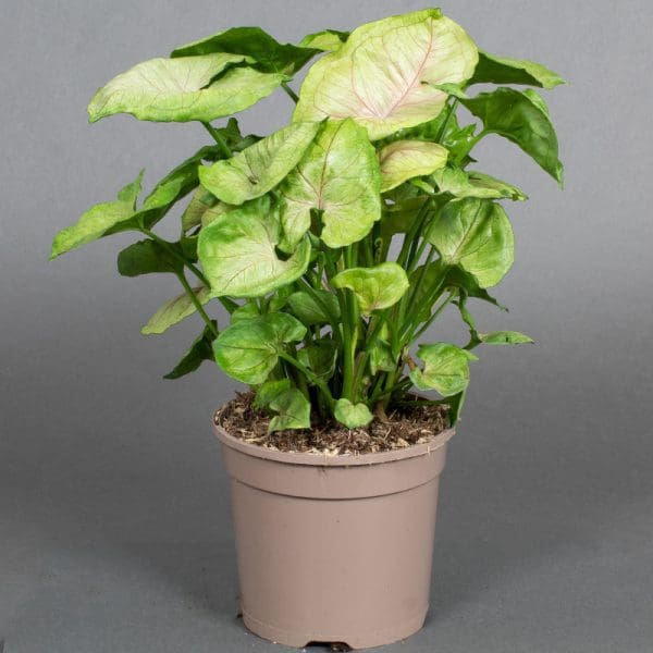 Syngonium Tropicana red