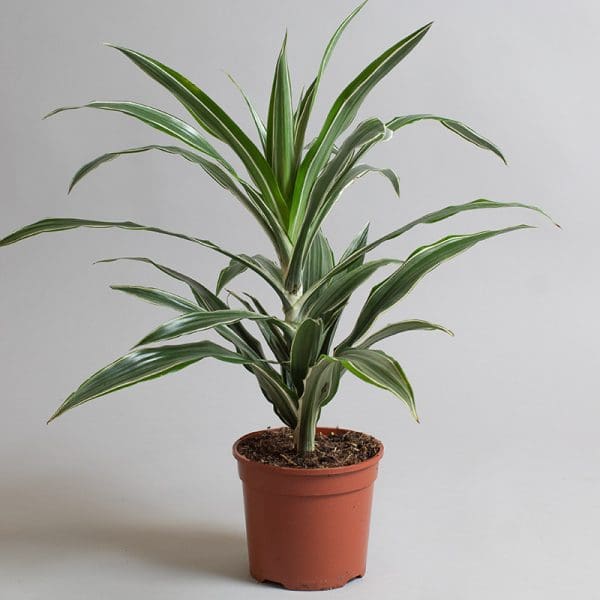 Dracaena deremensis ‘Warneckii’