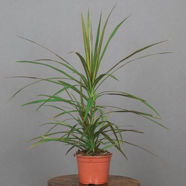 Dracaena Marginata