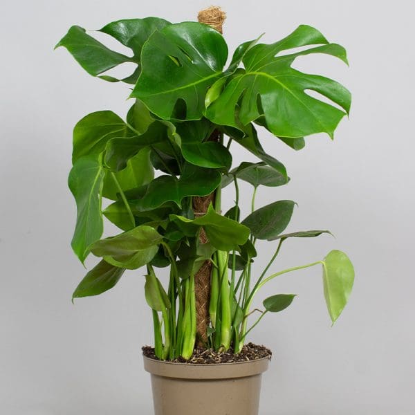 Monstera Deliciosa