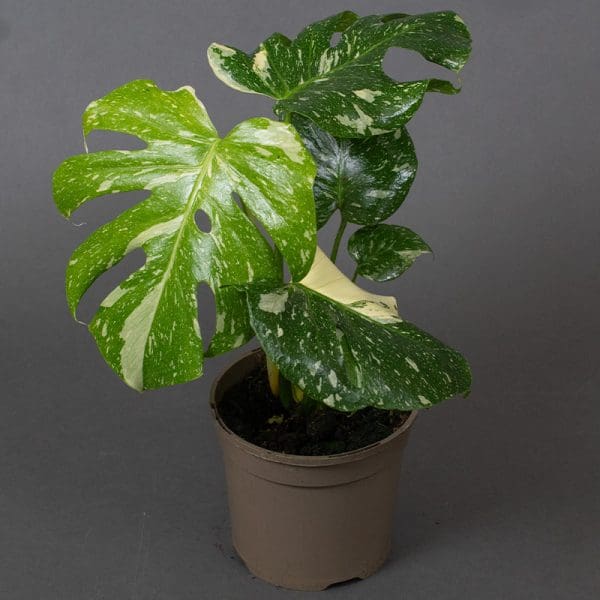 15cm Monstera Thai Constellation Tropical House Plant