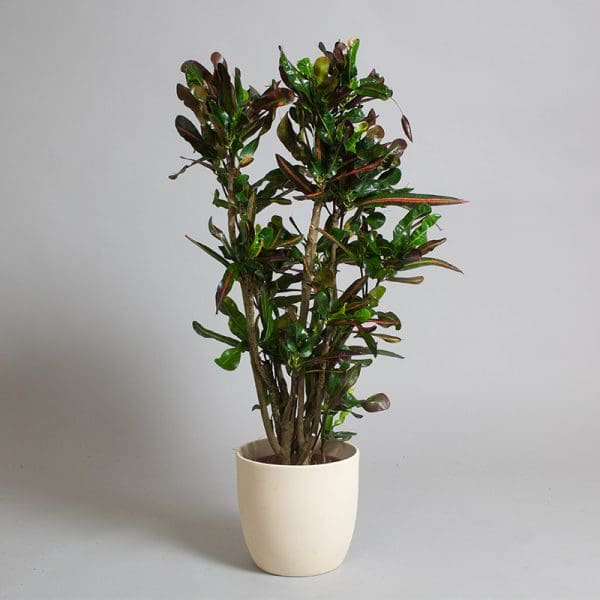 Croton Mammy 3L - Tropical Plants UK