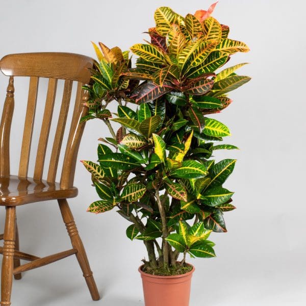 Croton Petra