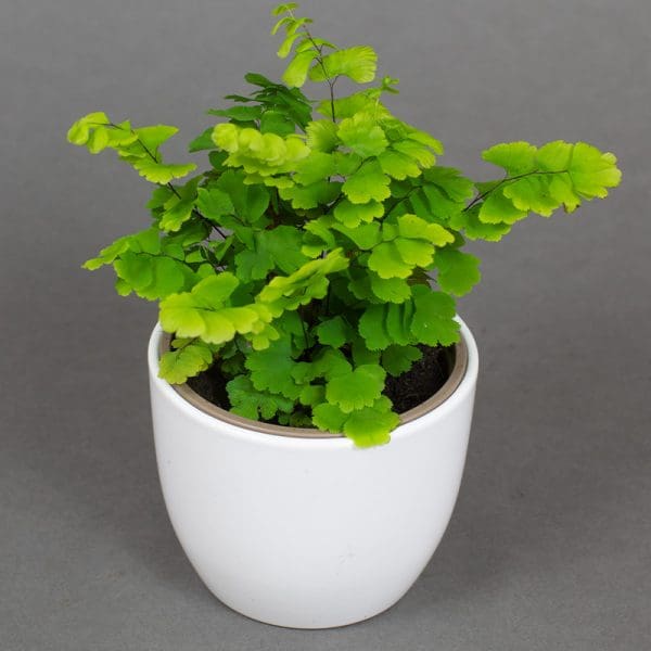 adiantum