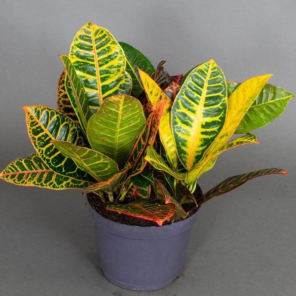 Croton Petra