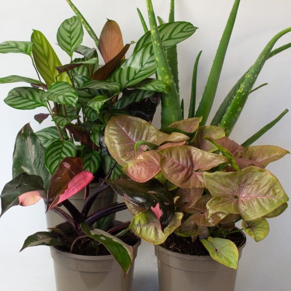 Indoor House Plants in Recyclable Plastic Pots