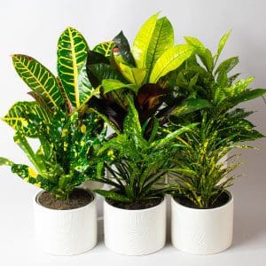 Croton plants - Codiaeum variegatum